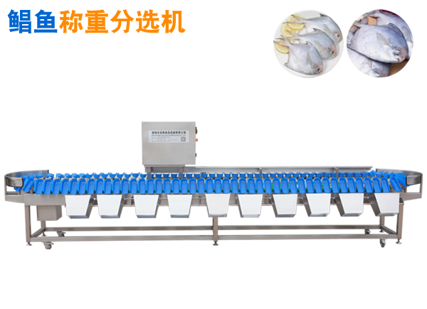 大鯧魚挑檔機,大鯧魚分選機,大鯧魚挑擋機