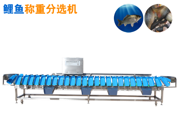 重量分選機 鯉魚稱重分選機