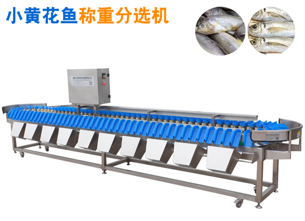 重量分選機 小黃花魚分選機