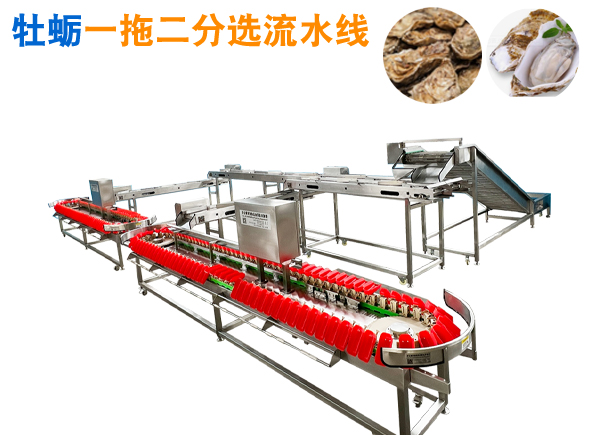 生蠔重量分選機，提升分選流水線